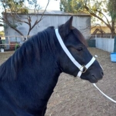 Welsh In Hand Show Halter & Lead Cotton White Fully Adjustable Pony, Cob, Welsh, Horse