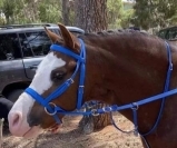 Hack Running Martingale Fully Adjustable