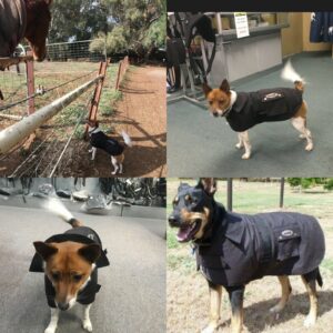 Dog oilskin