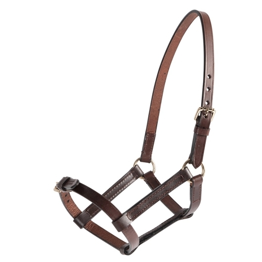 Foal Halter