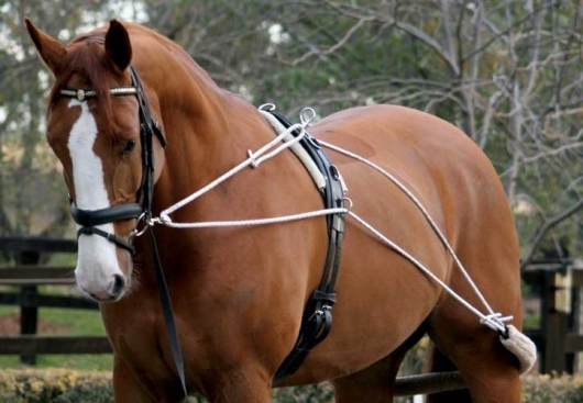 Lungeing Training System