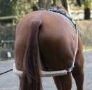 Lungeing Training System - Image 2