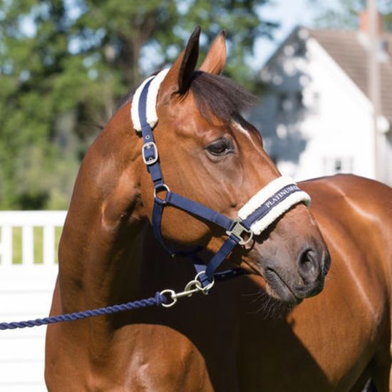 Horze Howard Halter