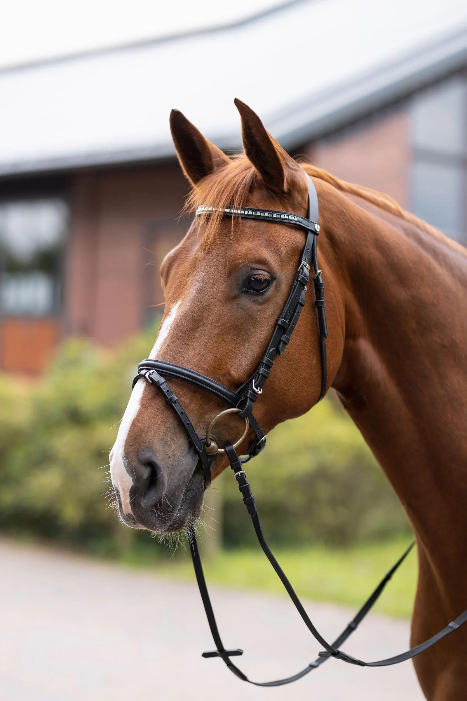Horze Weston Bridle & Reins
