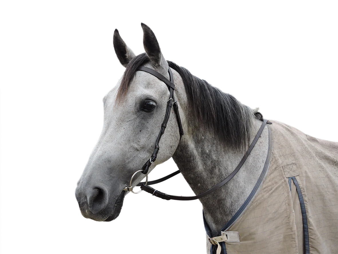 Eureka Plain Snaffle Bridle -  Brown Cob