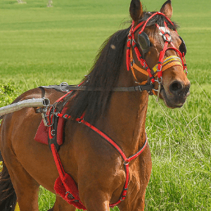 HARNESS PONY QUICK HITCH