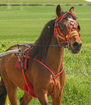 HARNESS PONY QUICK HITCH