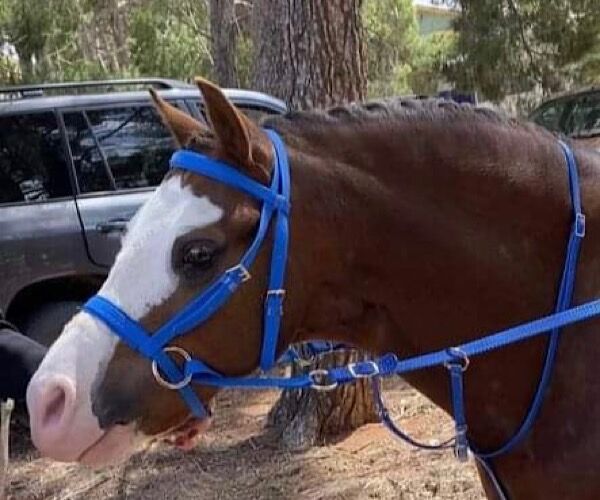 Hack Running Martingale Fully Adjustable