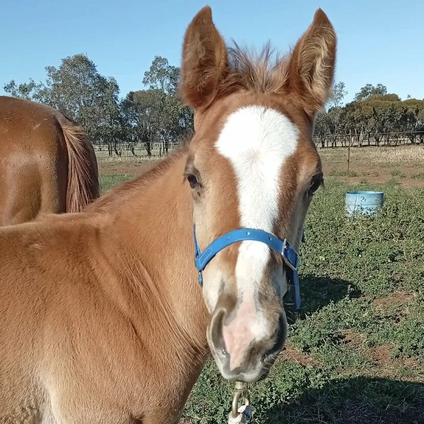 Horse Halter In Foal Miniature & Shetland - Image 3