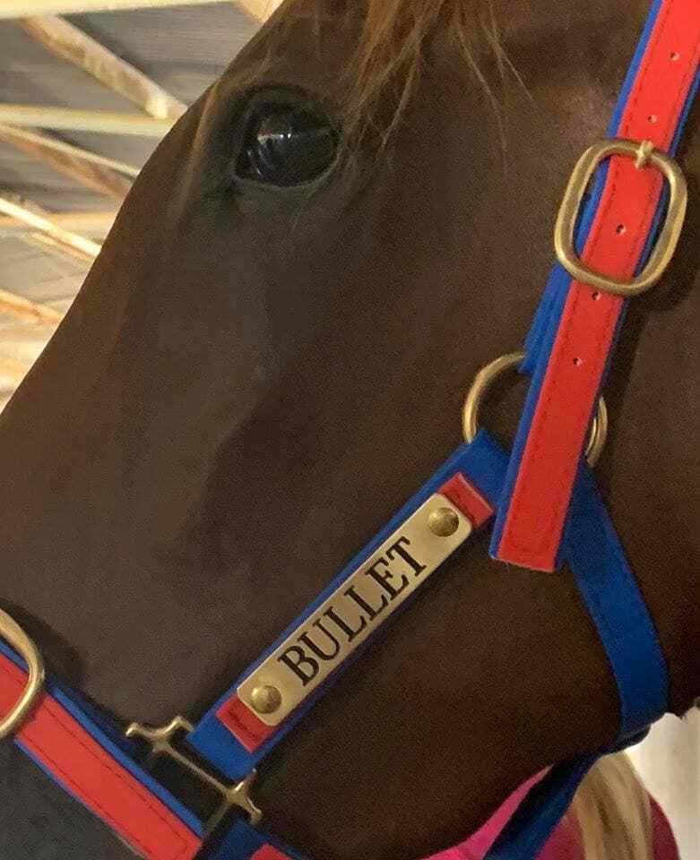 Sprintwell Two Tone Headstall With Brass Name Tag