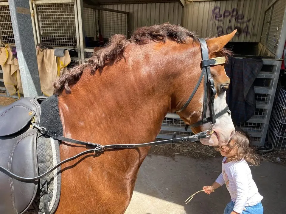 Contact Reins In Leather Black Or Brown - Image 2