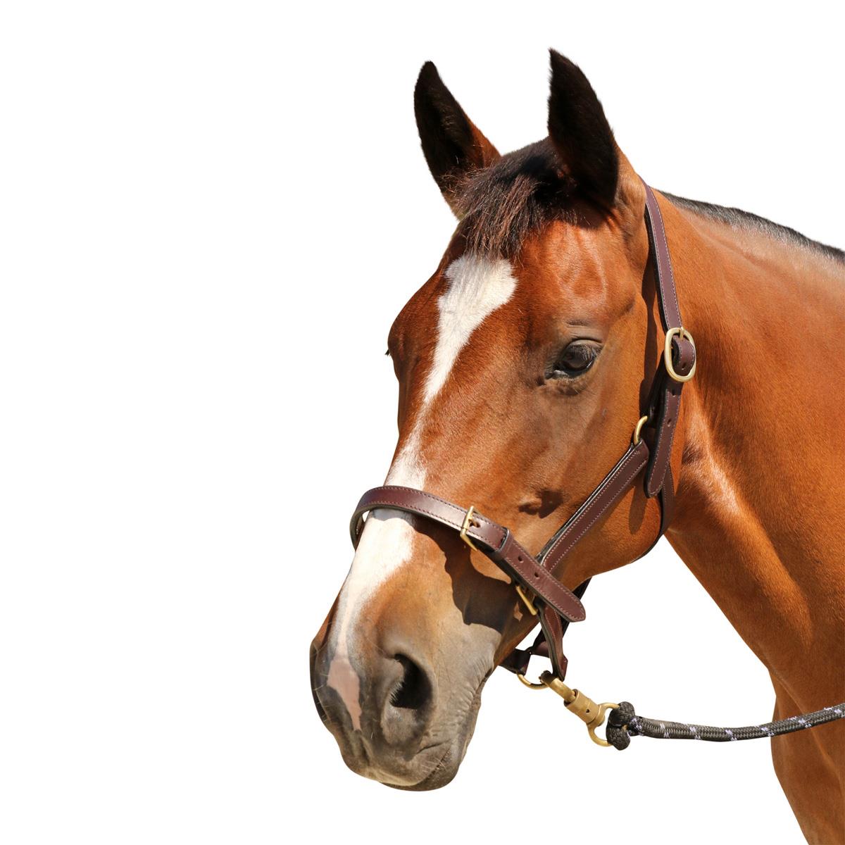 Leather Halter With Nameplate