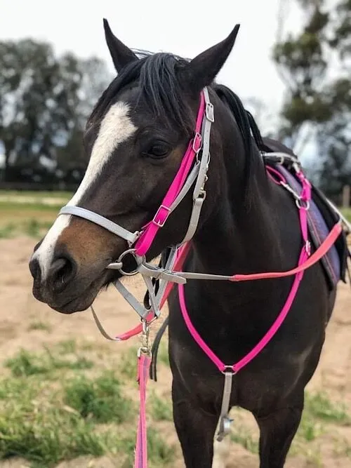 Endurance Bridle Halter & Reins Set