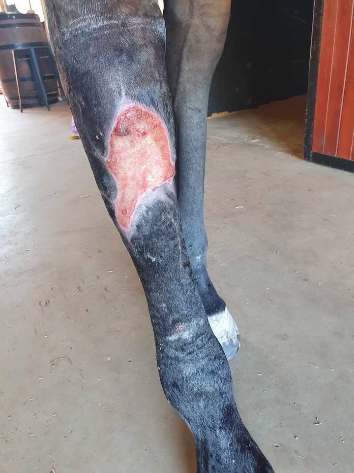 Ranvet Essential Wrap - Image 2