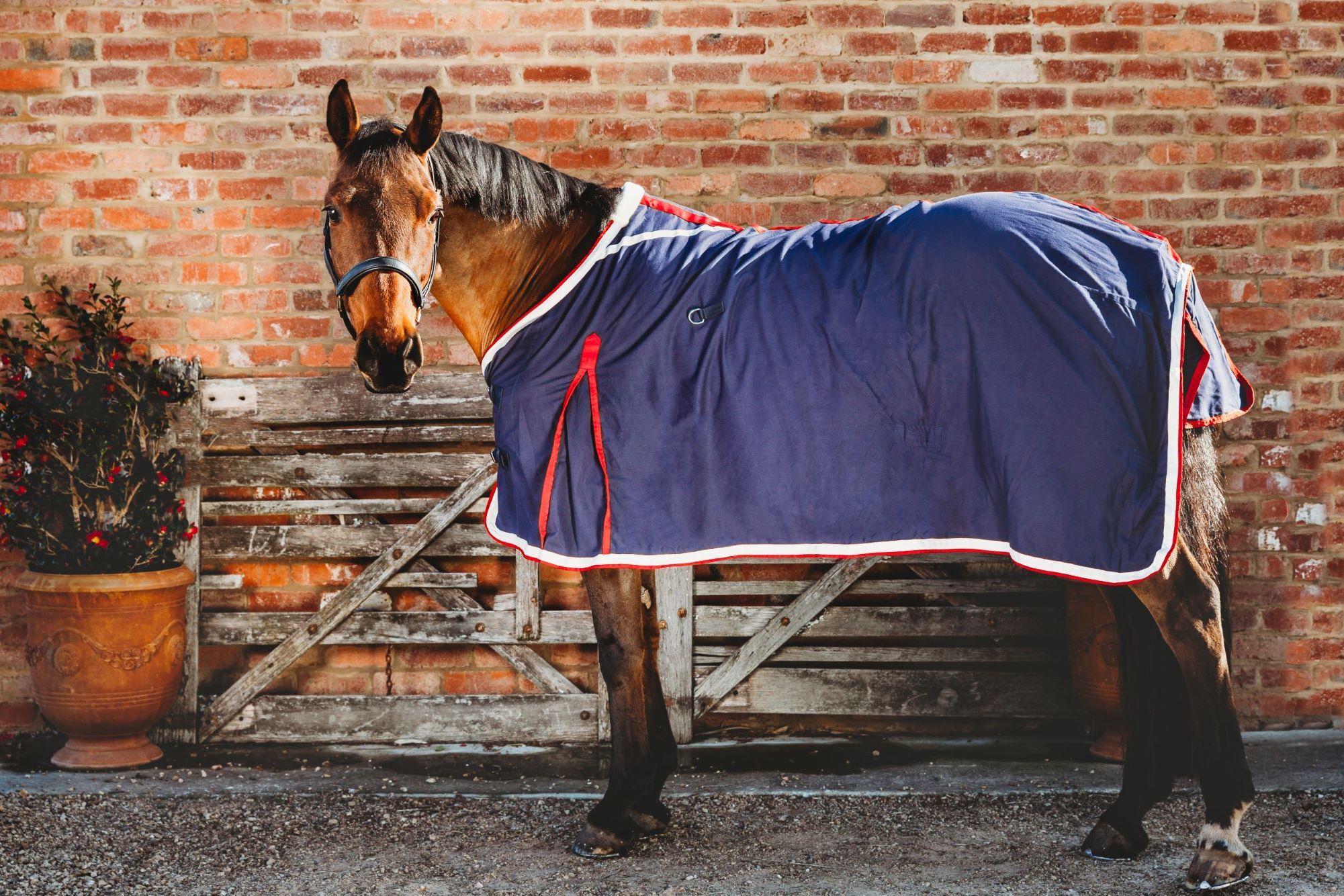 Cavalier Cotton Show Rug