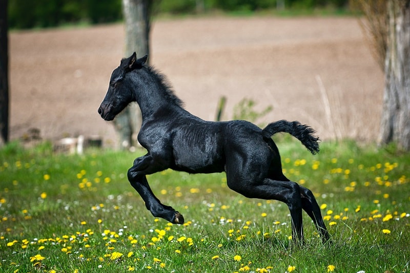 galloping black horse