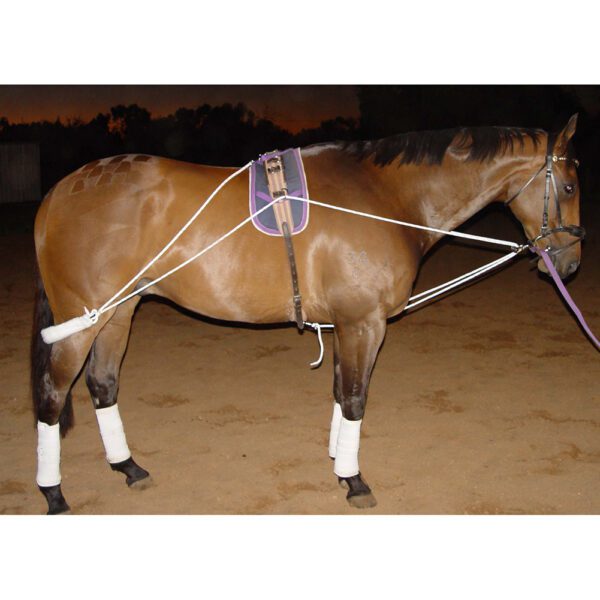 Lunge Training System NC Equine