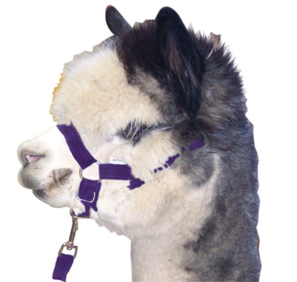 alpaca purple