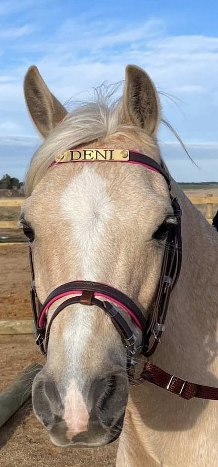 Pvc Bridle & Reins With Browband Engraving