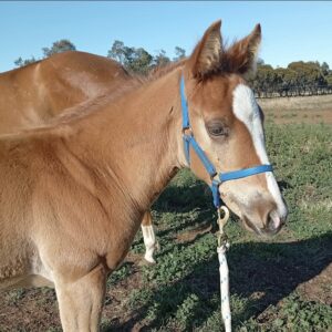 Horse Halter In Foal Miniature  & Shetland