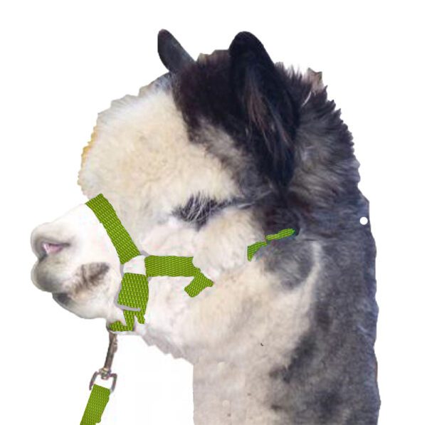 alpaca lime green