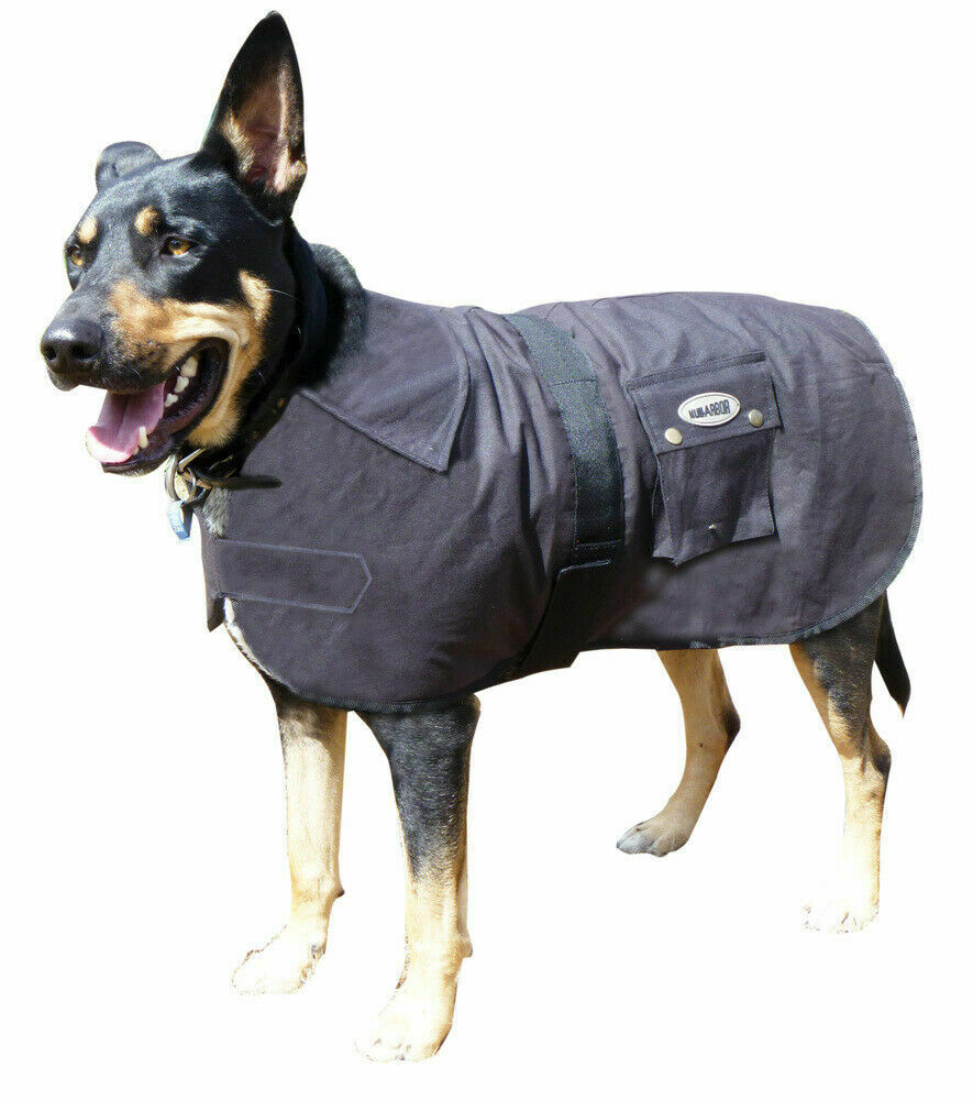 Nullarbor deals dog coat