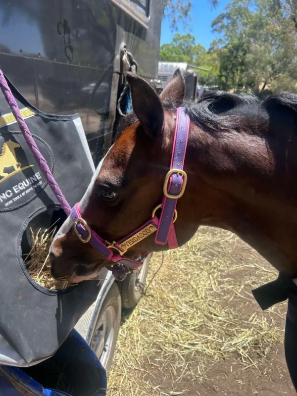 Halter Two Tone Headstall With Brass Name Tag