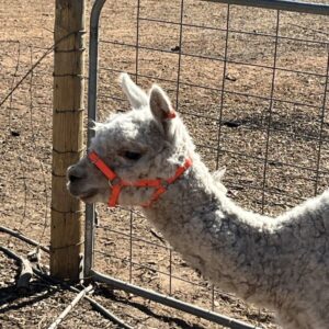 White alpaca wearing an NC Equine bright orange 5/8" PVC headstall with nickel-plated fittings, standing in a rural paddock near a wire fence.