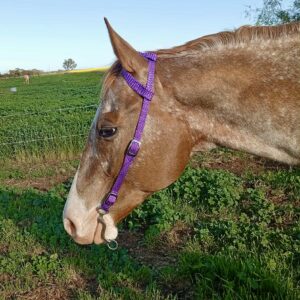 Western One Ear Bridle - Braided