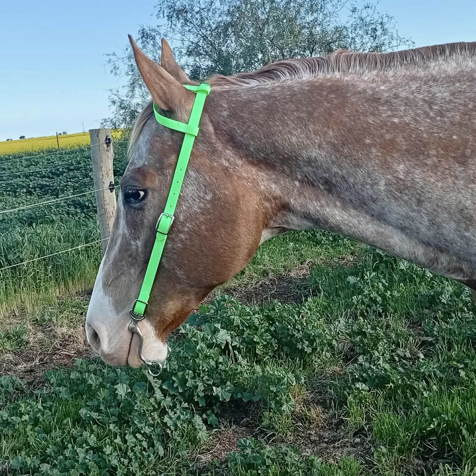 Western One Ear Bridle - PVC