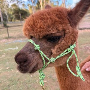 Alpaca Rope Halter & Lead – Training, Showing & Everyday Use