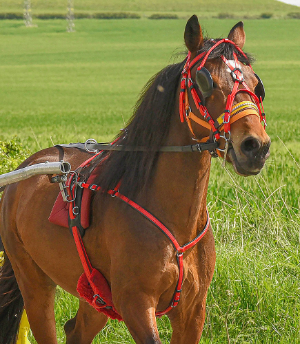HARNESS PONY QUICK HITCH